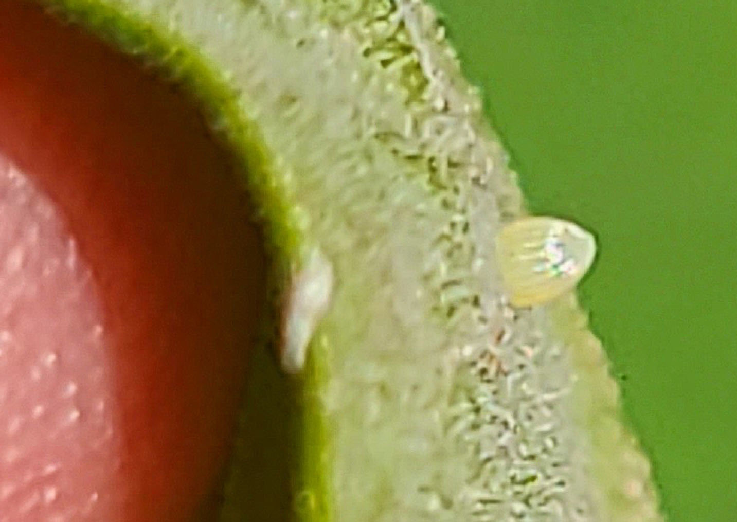 This is a single monarch egg on the bottom side of a milkweed plant, a few minutes after I saw an adult female depositing it, and others, on a stand of milkweed. They are tiny, but can be seen with the naked eye. In a few days, this egg will hatch, and the eventual adult will also become part of this year’s migration if it survives for the next few weeks.